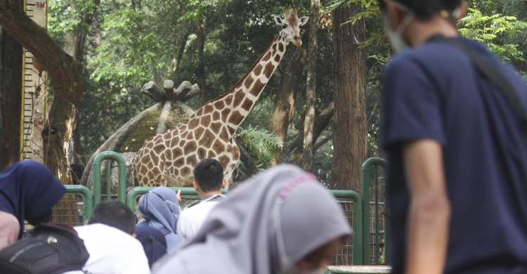kebun-binatang-ragunan-rame-lagi-pengunjung-kangen-selfie-bersama-jerapah-dan-macan_99913